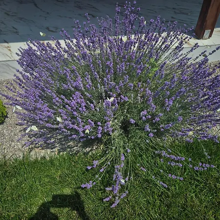 Casa Rizea Hébergement de vacances *